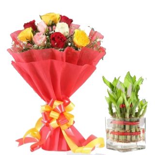 Buy Bamboo Plants with Gift Combo under Rs.999
